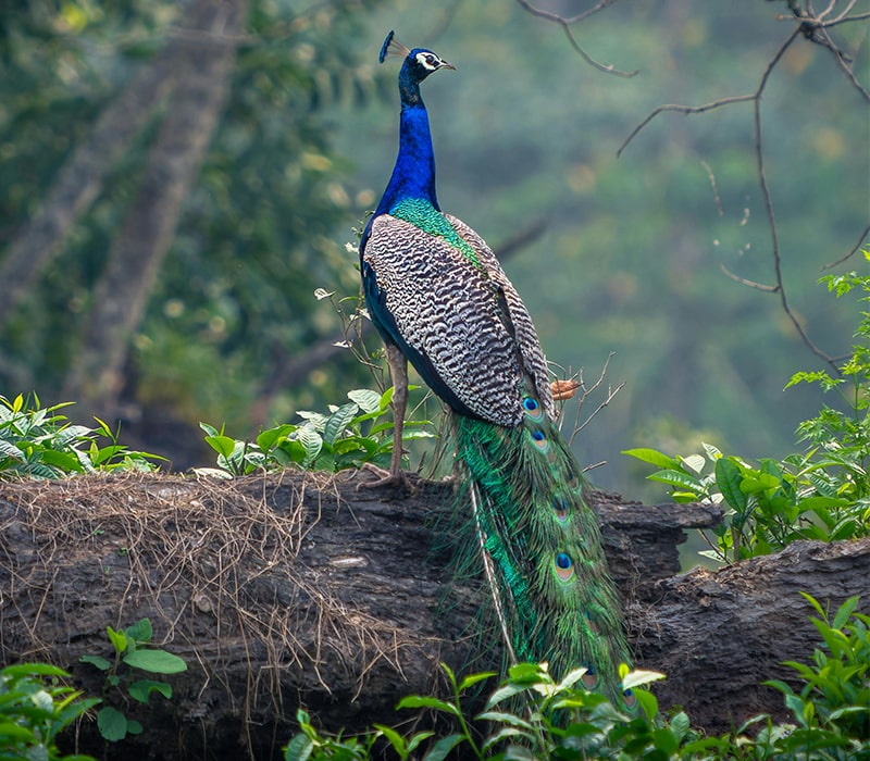 Dooars Image